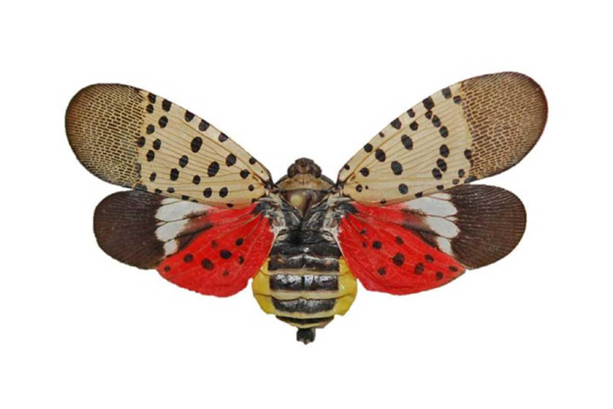 Another Invasive Pest on the Horizon? - Memphis Area Master Gardeners