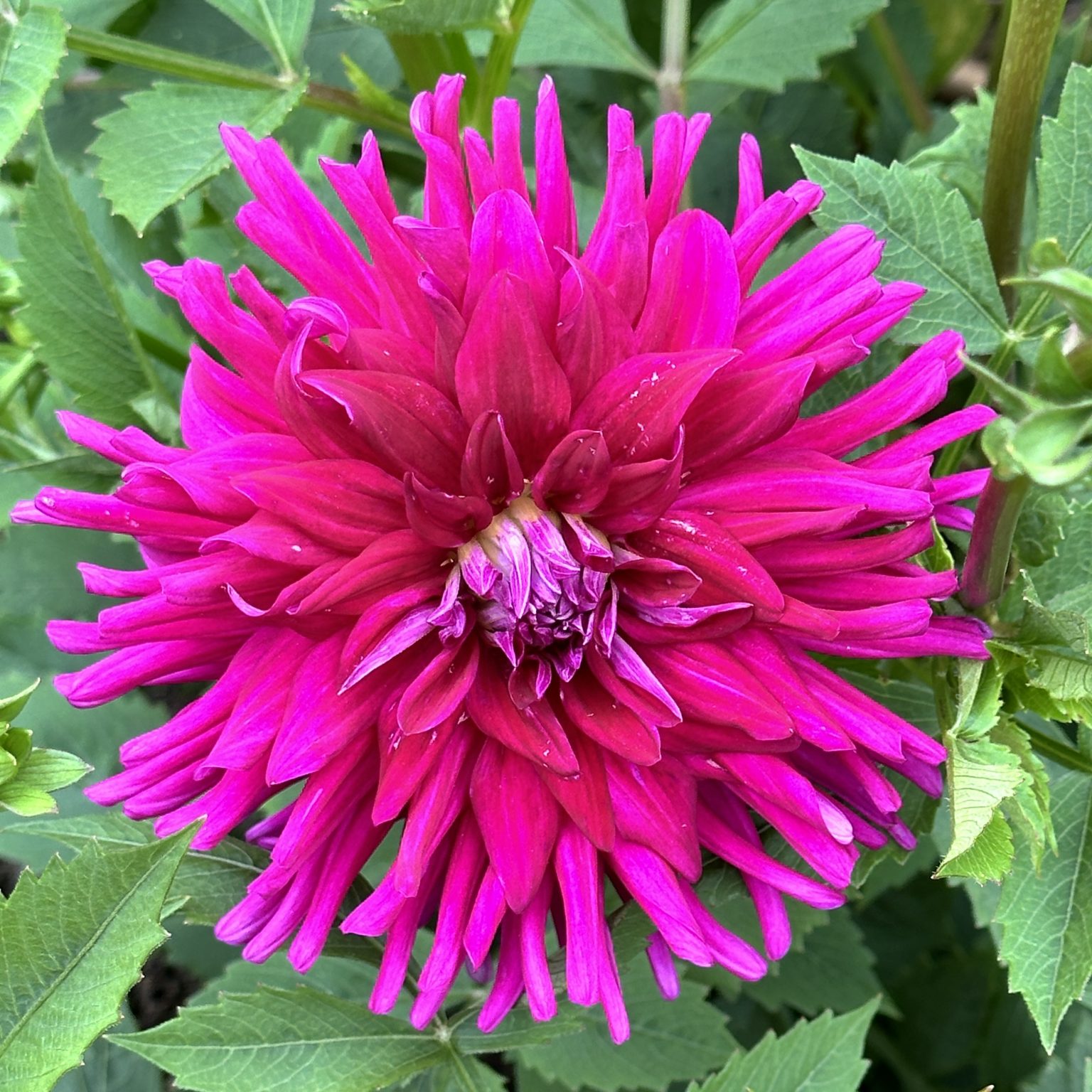 Plant of the Month - Memphis Area Master Gardeners