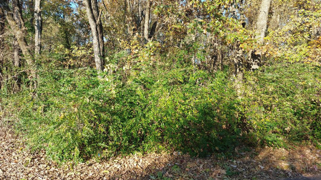 privet thicket at wood edge