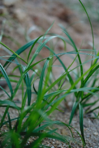  nutgrass