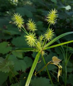 Nutsedge or Nutgrass