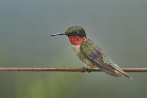 ruby throated hummingbird