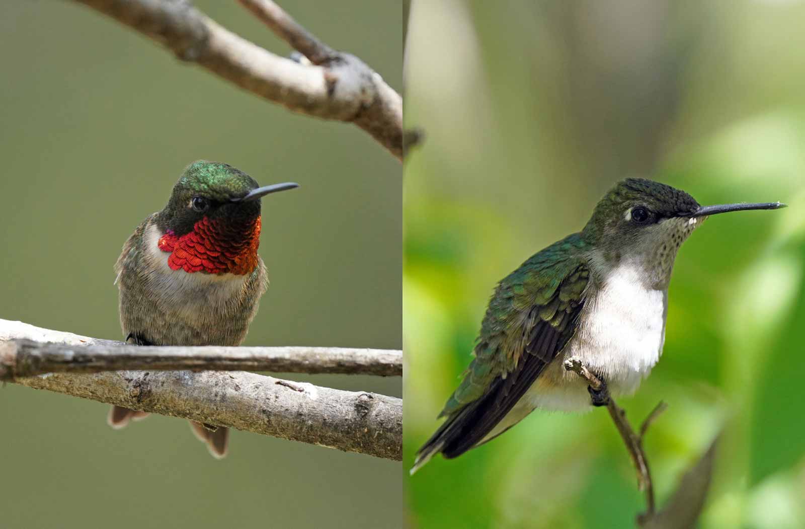 Male (left) and female (right) ruby-throated hummingbirds shown side by side. Photos by Courtney Celley / USFWS.