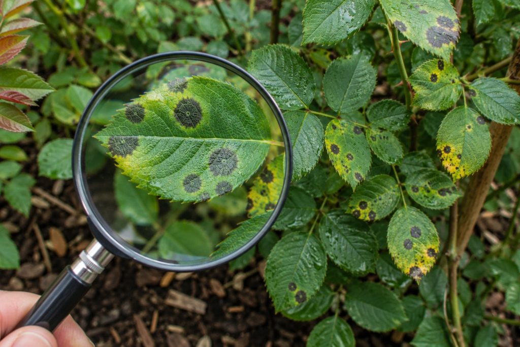 Hydrangea with Cercospora leaf spot