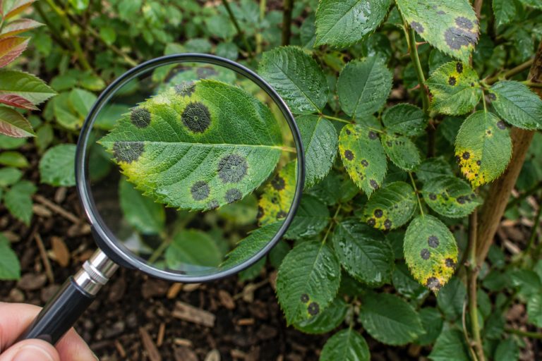 Hydrangea with Cercospora leaf spot
